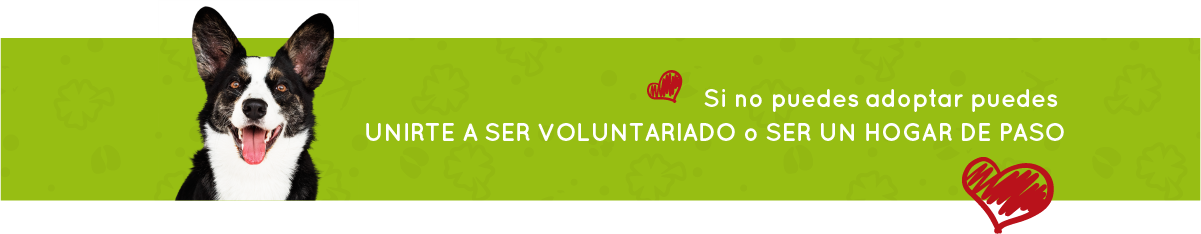 Banner Voluntarios